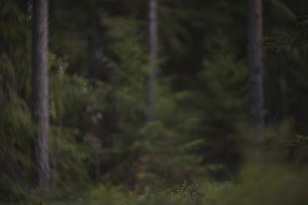 Kekec's forest